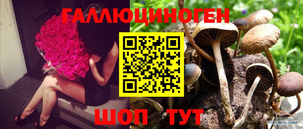 Ишимбай  Псилоцибиновые грибы GOLDEN TEACHER  Вход с VPN  Псилоцибиновые грибы мицелий 